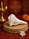 Shankh 