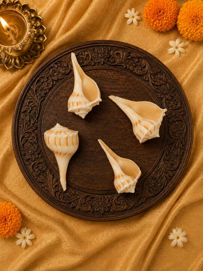 Shweta Divya Mini Pujan Shankh