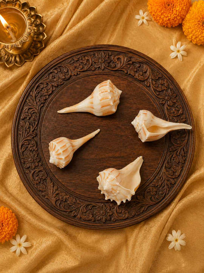 Shweta Divya Mini Pujan Shankh
