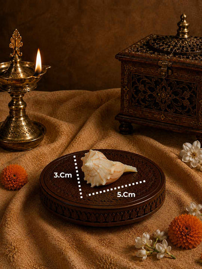 Shweta Divya Mini Pujan Shankh